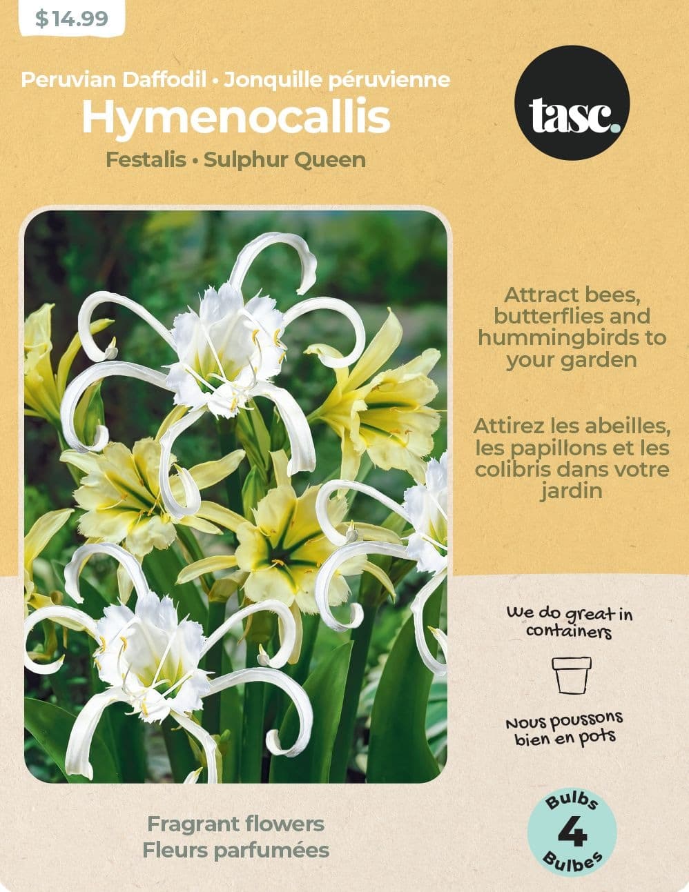 Bulbs Are Easy, Peruvian Daffodil Hymenocallis Spring Bulbs, Assorted Varieties