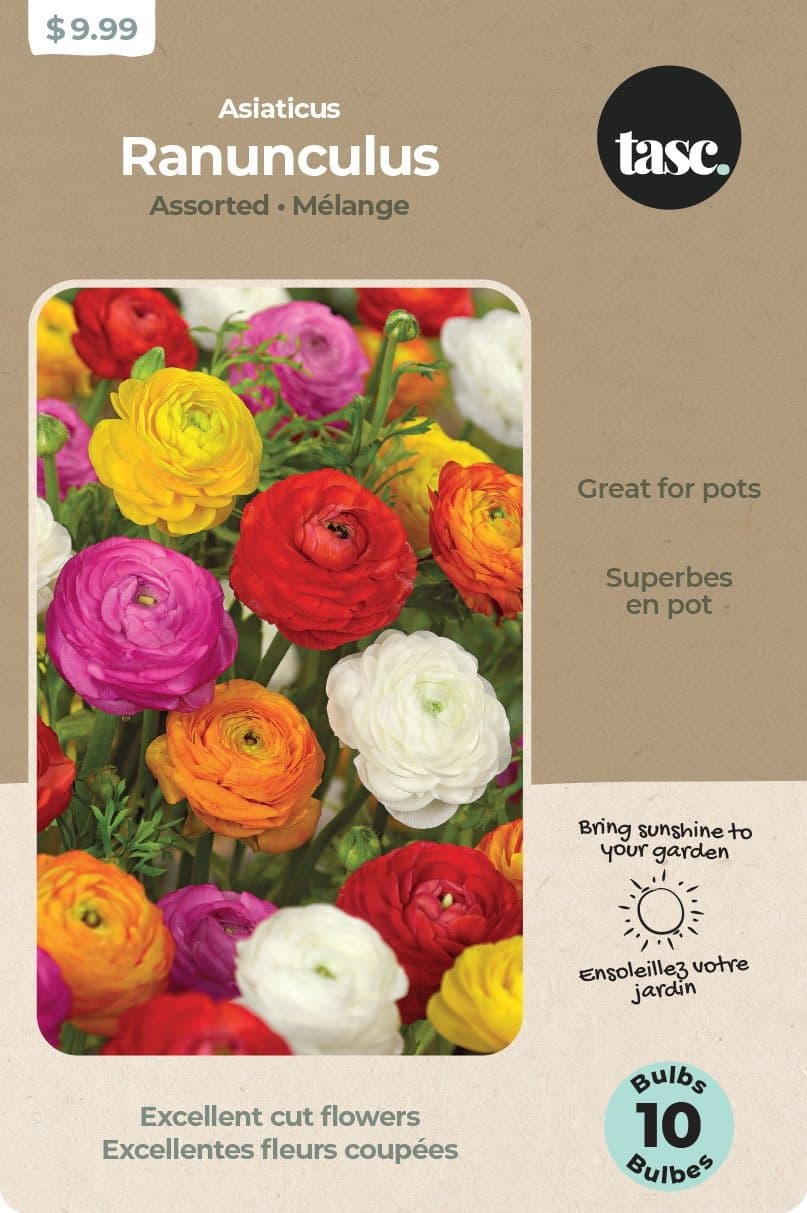 Bulbs Are Easy, Ranunculus Spring Bulbs, Assorted Varieties, Home Garden