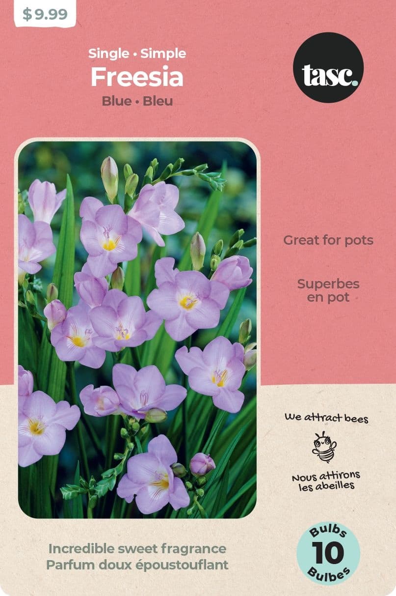 Bulbs Are Easy Single Blue Freesia Spring Bulb