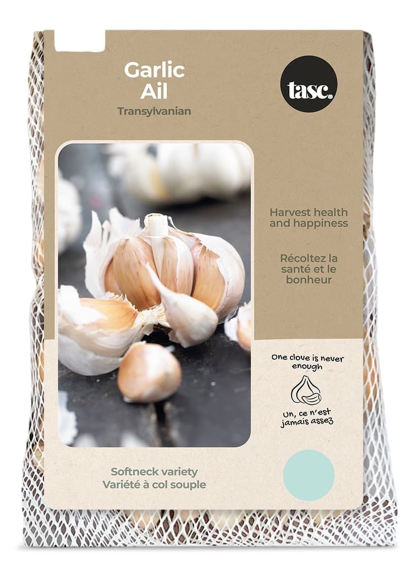 Bulbs Are Easy, Transylvanian Fall Garlic Bulb, Ready to Plant for your Home Garden