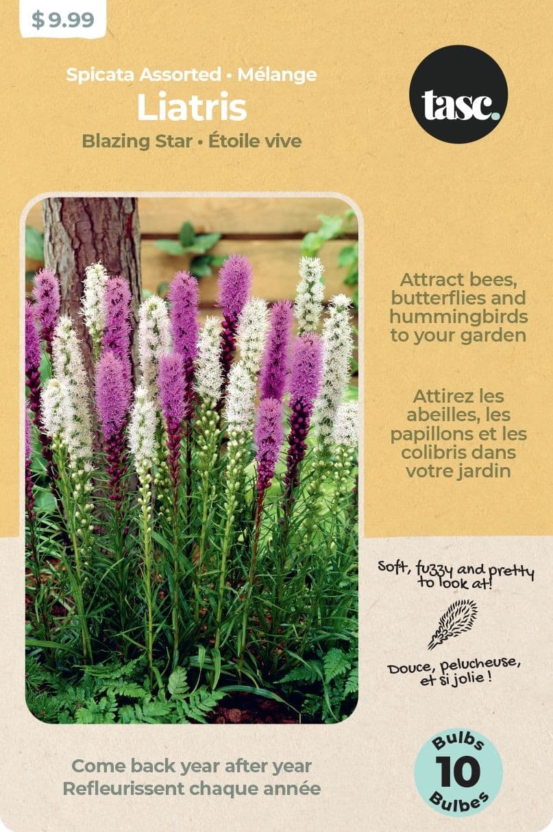 Bulbs Are Easy Liatris Home Garden Ready-to-Plant Flower Bulbs, Assorted