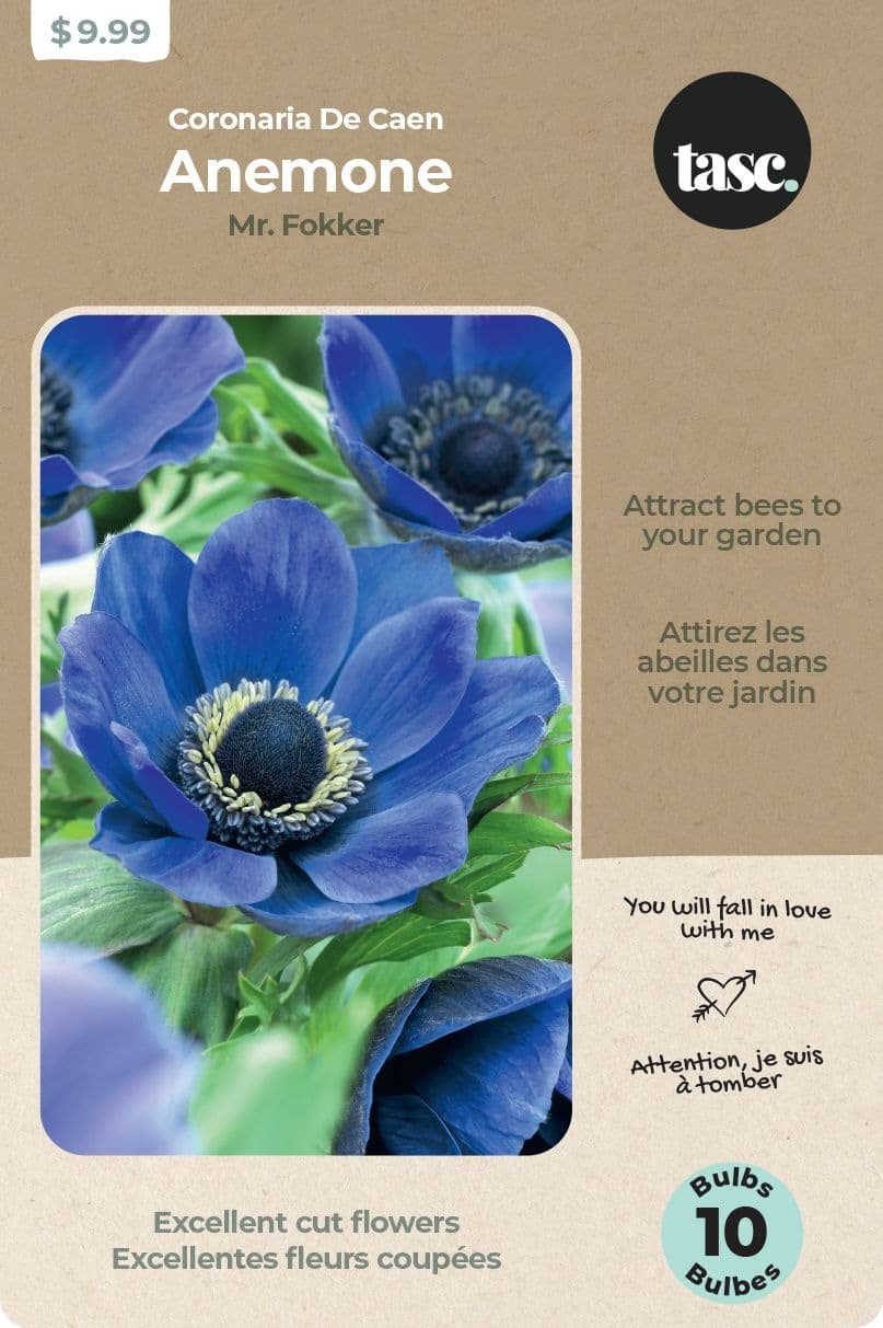 Bulbs Are Easy Anemone Home Garden Spring Summer Flower Bulbs, Mr. Fokker