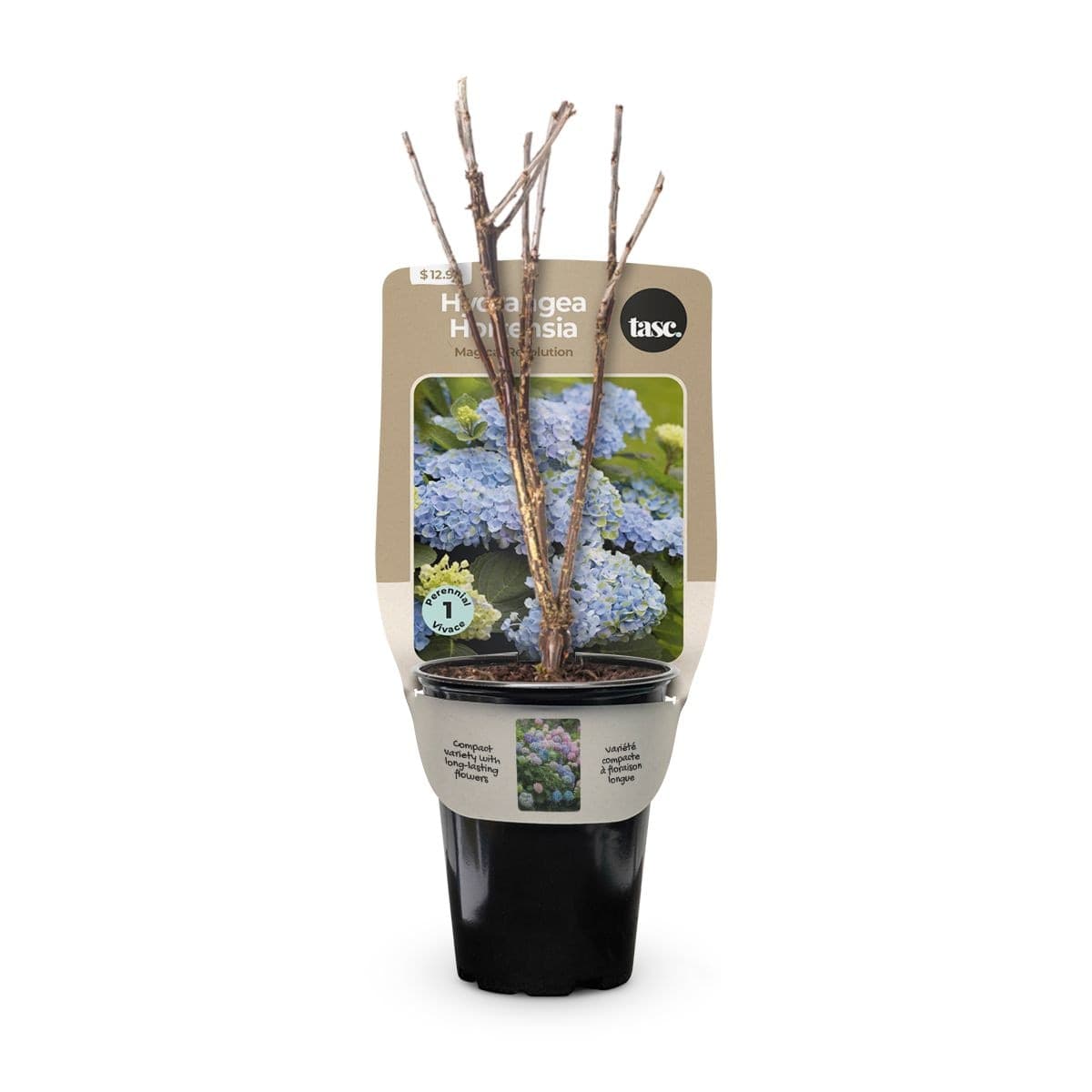 Bulbs Are Easy Hydrangea Magical Revolution
