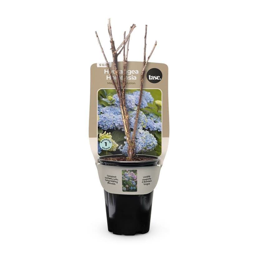 Bulbs Are Easy Hydrangea Magical Revolution
