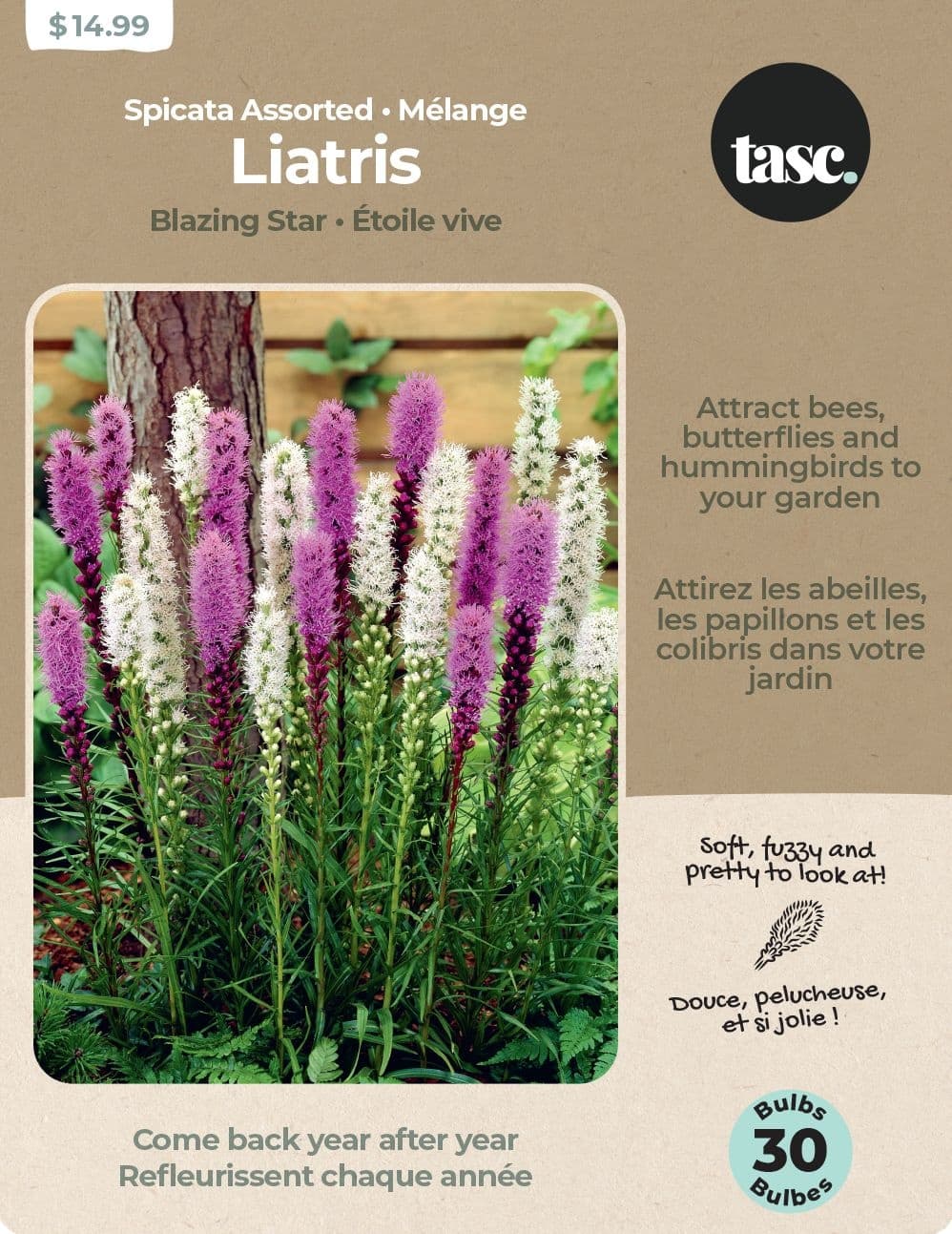 Bulbs Are Easy Liatris Spicata Bulbs, Assorted Varieties