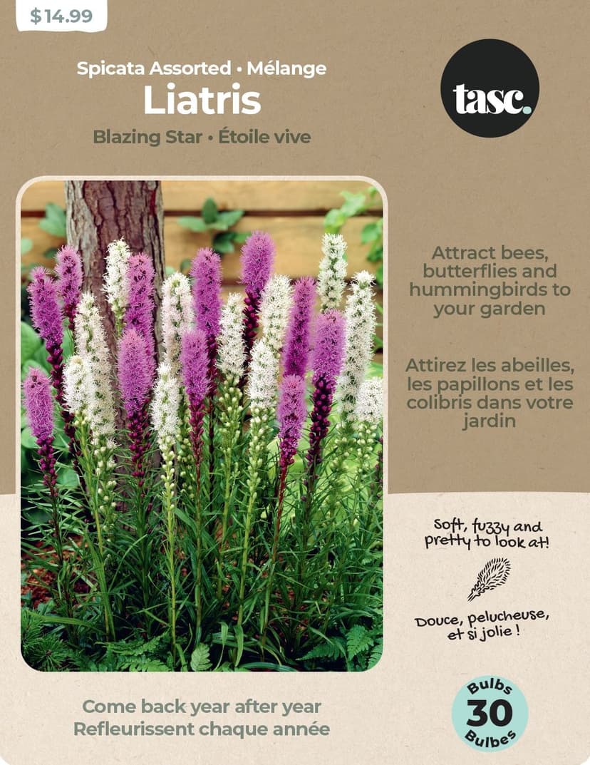 Bulbs Are Easy Liatris Spicata Bulbs, Assorted Varieties