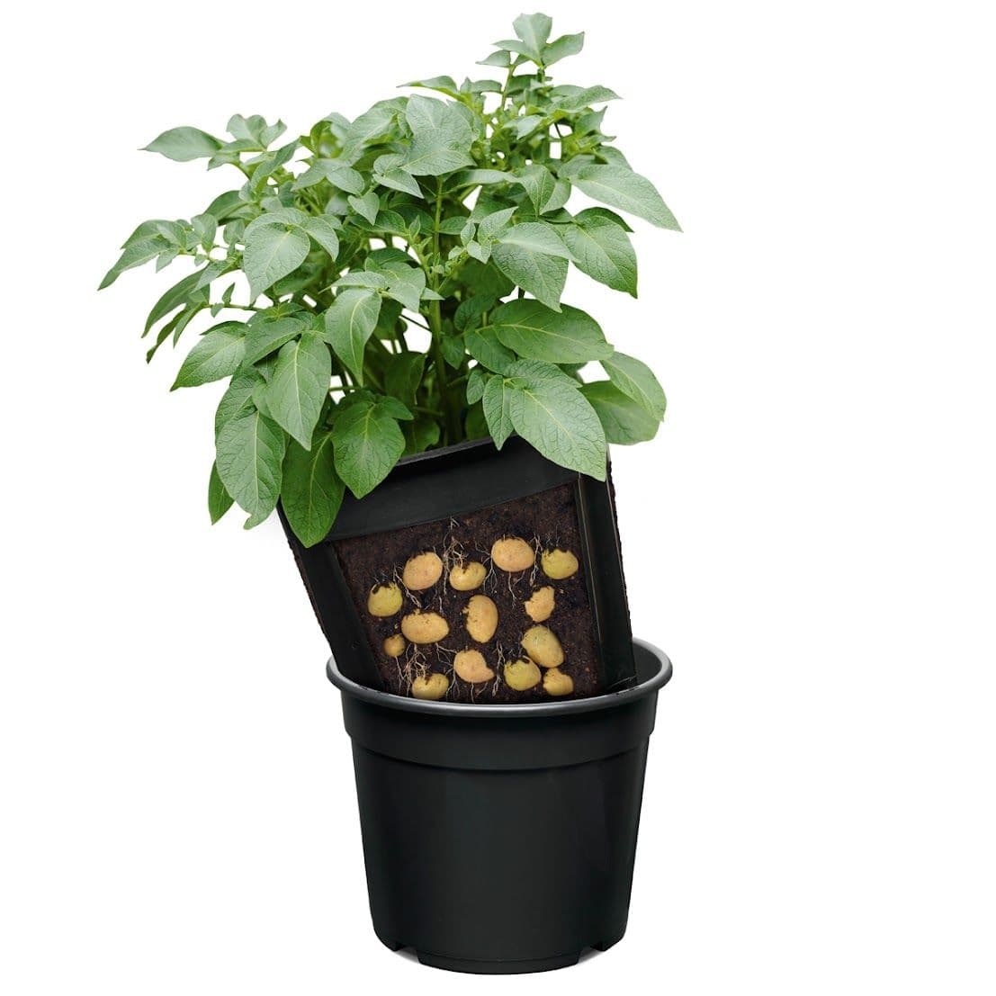 Bulbs are Easy High-Quality Seed Potato Planter Bucket for Home Garden