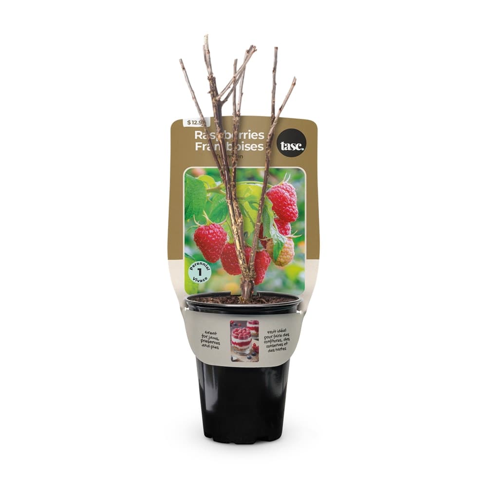 Bulbs Are Easy Ready-to-Plant Tulameen Raspberry Summer Flowering Bulbs
