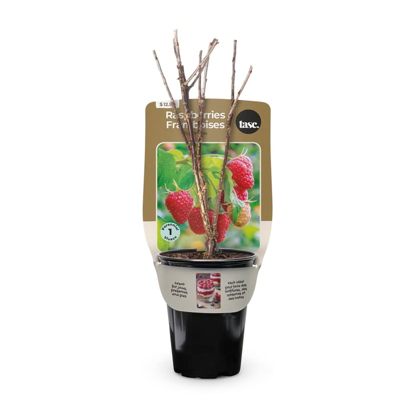 Bulbs Are Easy Ready-to-Plant Tulameen Raspberry Summer Flowering Bulbs