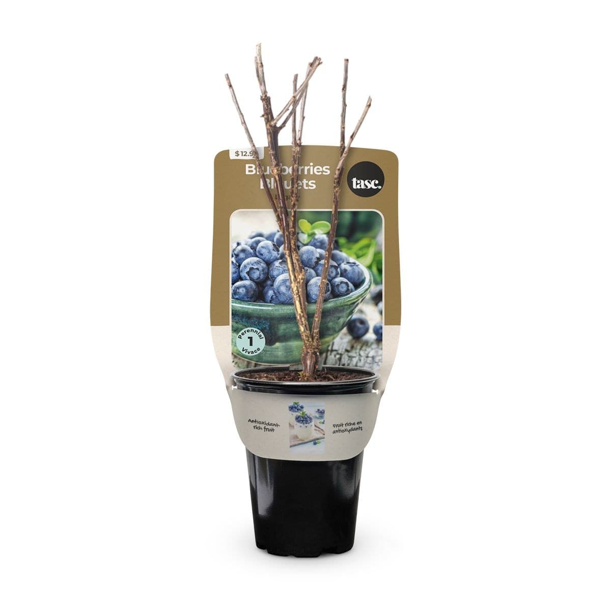 Bulbs Are Easy Legacy Blueberry Summer Flower Buds