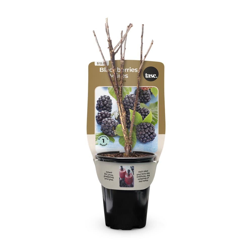Bulbs Are Easy Loch Ness Blackberry Home Garden Ready-to-Plant Flowering Bulbs
