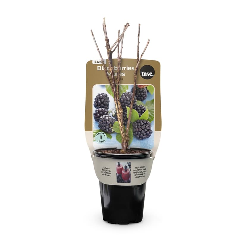 Bulbs Are Easy Loch Ness Blackberry Home Garden Ready-to-Plant Flowering Bulbs