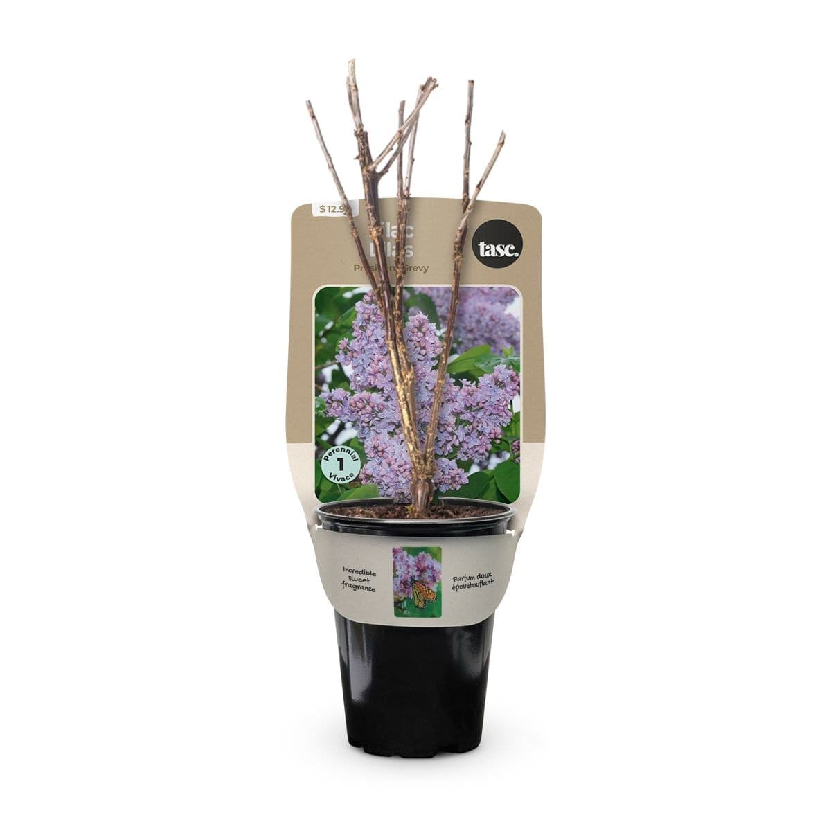 Bulbs are Easy Lilac President Grevy Shrub, Perennial Plant, 2.3-in Pot