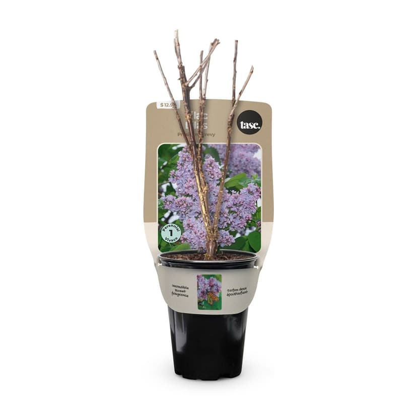 Bulbs are Easy Lilac President Grevy Shrub, Perennial Plant, 2.3-in Pot