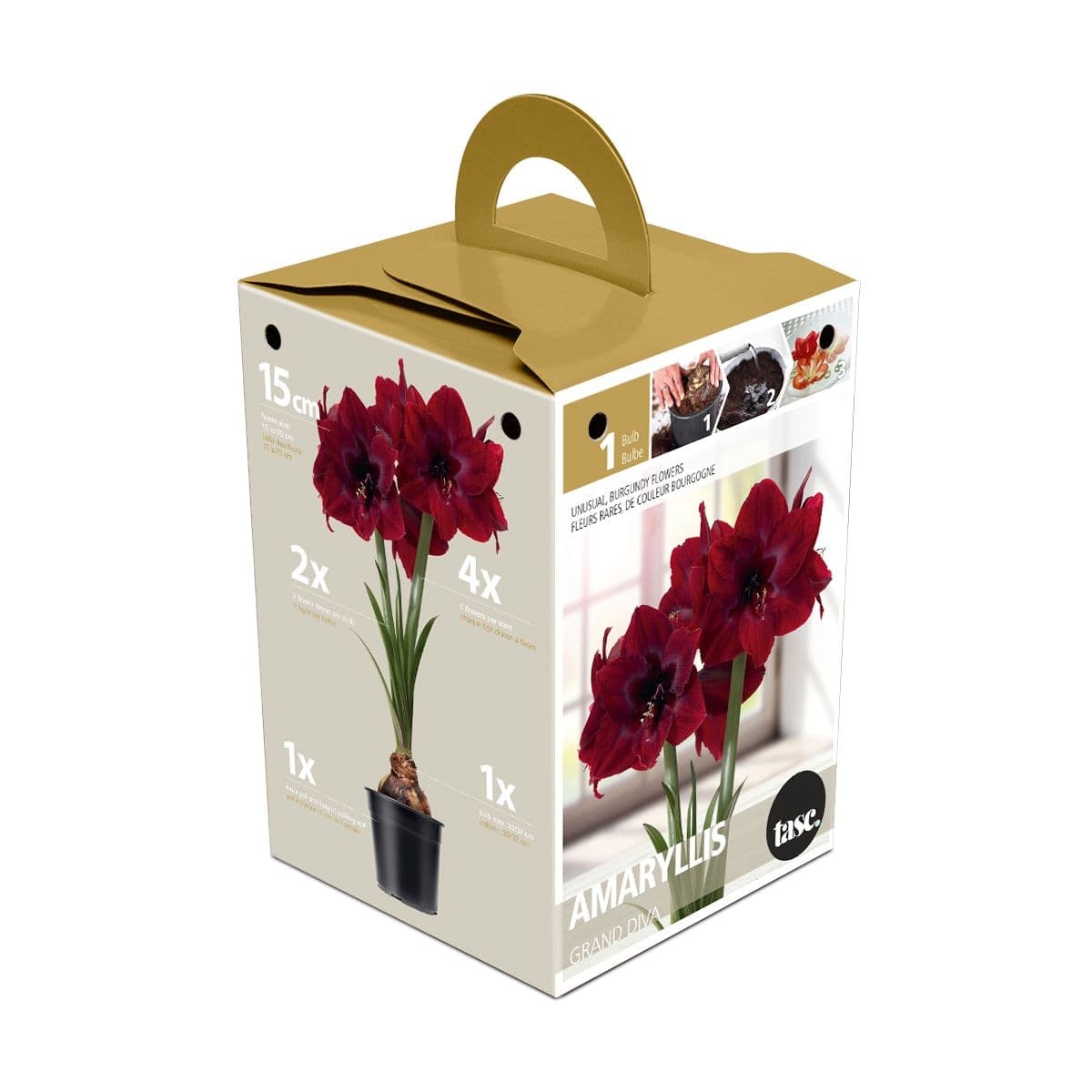 Bulbs Are Easy Premium Hippeastrum Grand Diva Amaryllis Bulbs