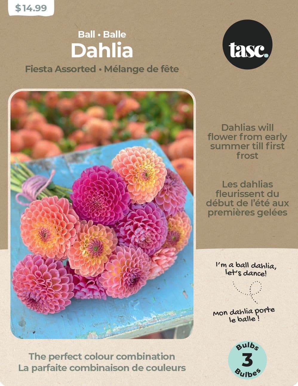 Bulbs Are Easy, Dahlia Ball Bulbs, Assorted Varieties