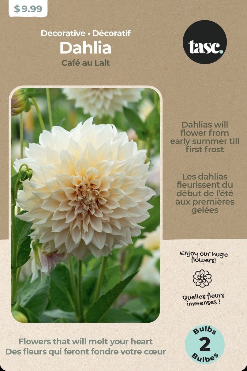 Bulbs Are Easy, Dahlia Home Garden Ready-to-Plant Flower Bulbs, Cafe au Lait