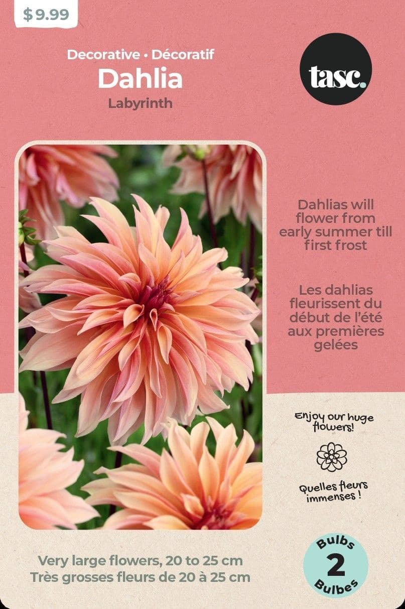 Bulbs Are Easy, Dahlia Home Garden Ready-to-Plant Flower Bulbs, Labyrinth