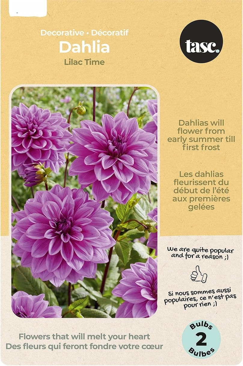 Bulbs Are Easy Dahlia Lilac Time Bulb