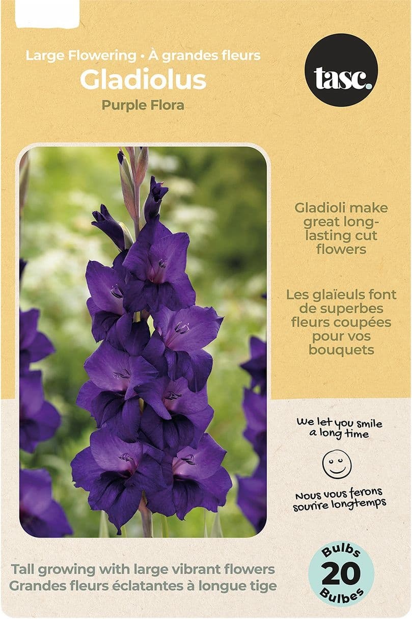 Bulbs Are Easy Gladiolus Elvive Bulb Flowers, Low-maintenance