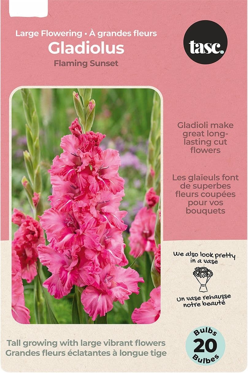 Bulbs Are Easy Gladiolus Titanic Bulb, Indoor/Outdoor Bloom