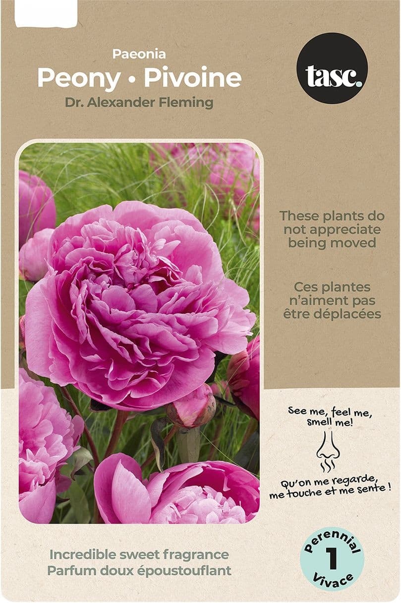 Bulbs Are Easy Paeonia Lactiflora Bulb Flowers, Low-maintenance