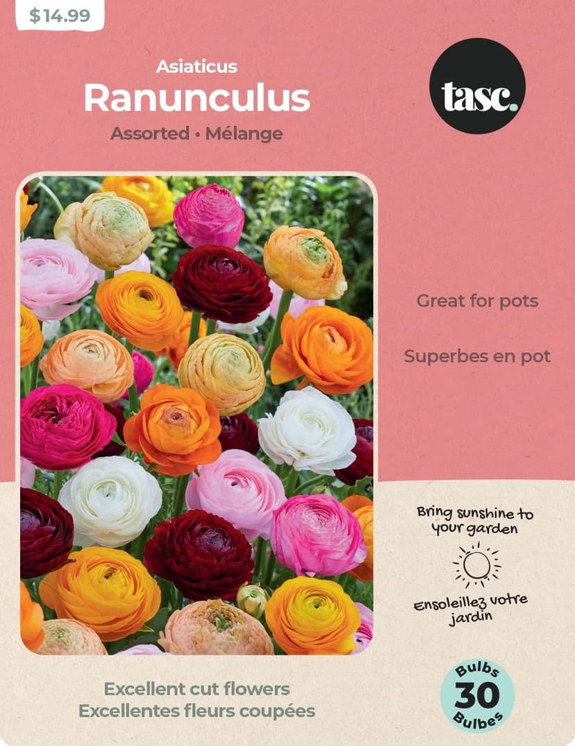 Bulbs Are Easy Ranunculus Asiaticus Assorted Bulbs Spring/Summer Plants