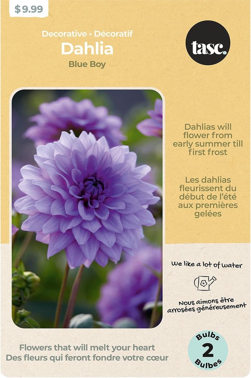 Bulbs Are Easy Dahlia, Decorative Blue Boy Bulbs, Early Summer Flowers