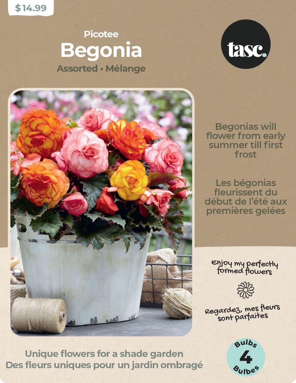 Bulbs Are Easy Begonia Picotee Assorted Bulbs Summer Plants