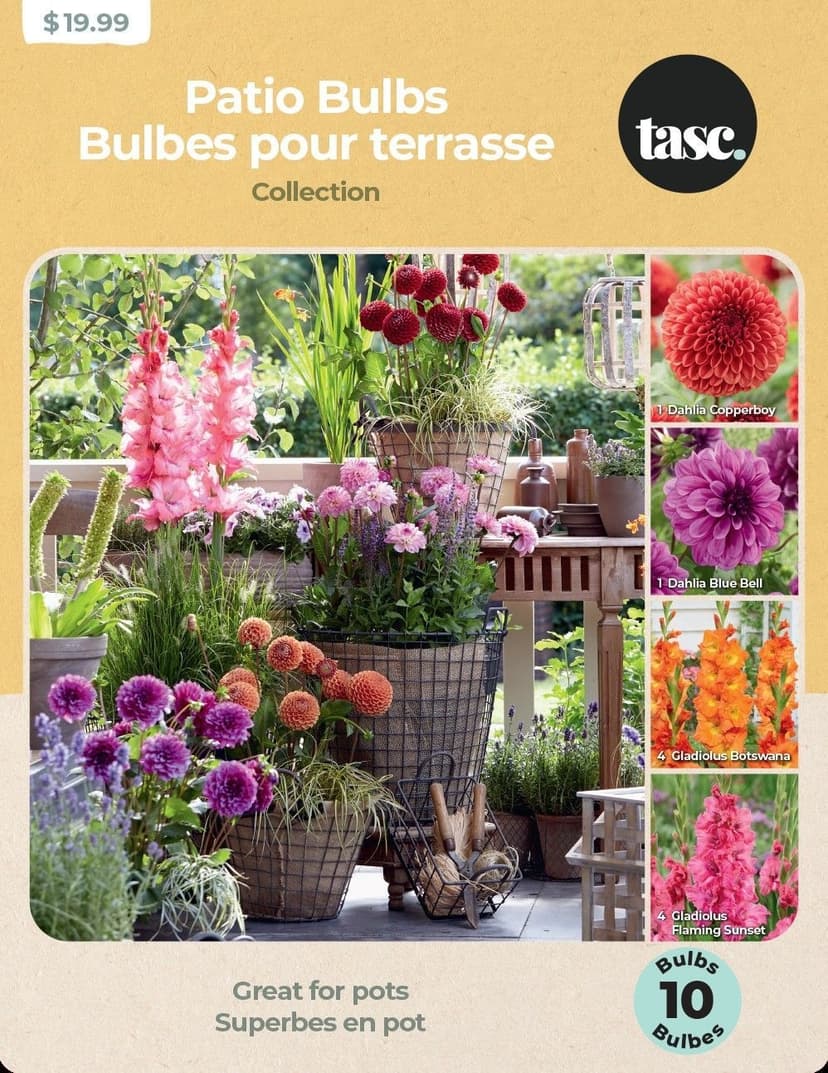 Bulbs are Easy, Assorted Patio Bulbs, Great for Pots
