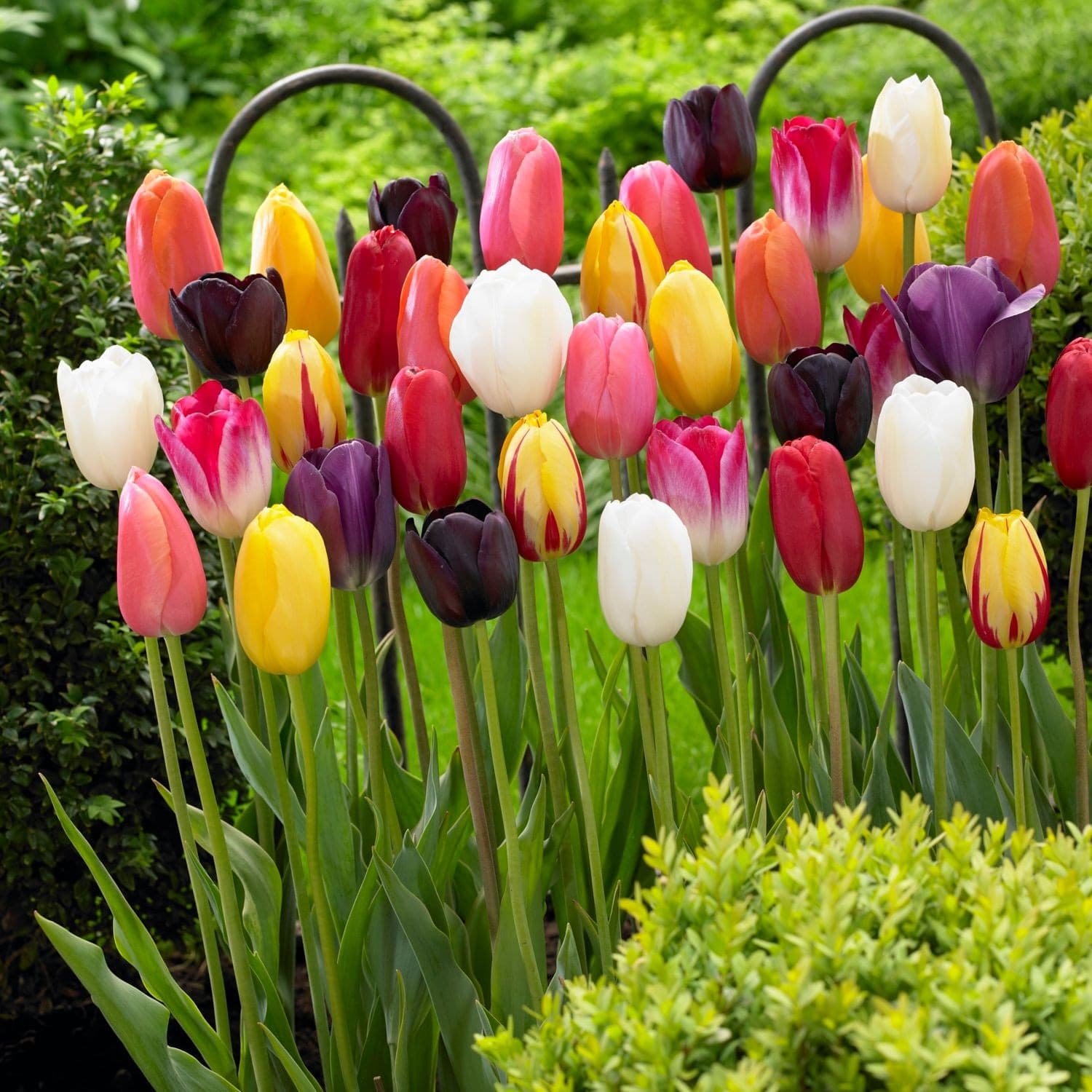 Bulbs are Easy Tulip Single Late Bulb, Assorted Colours