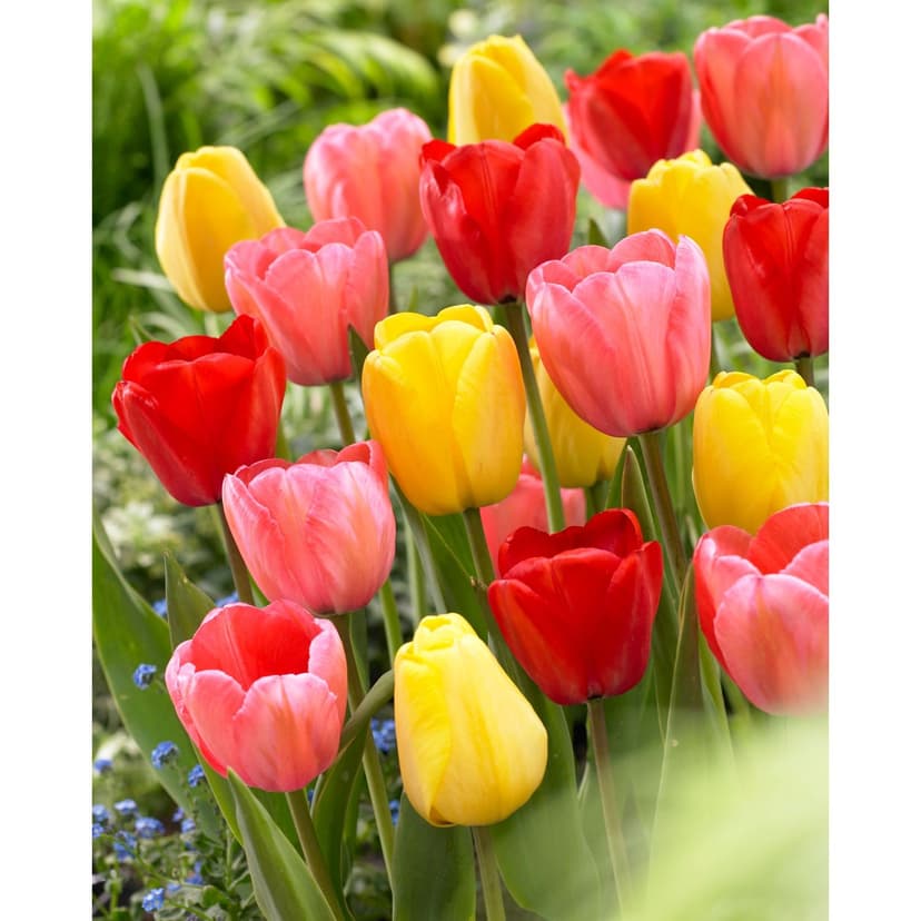 Bulbs are Easy Tulip Darwin Colourful DIY Flower Bulb
