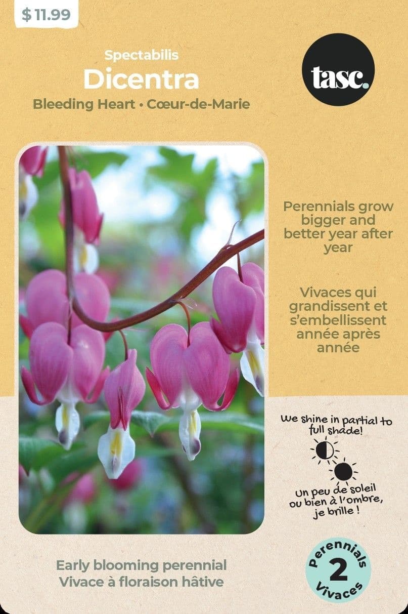 Bulbs Are Easy, Dicentra, Spectabilis Bleeding Heart Bulbs