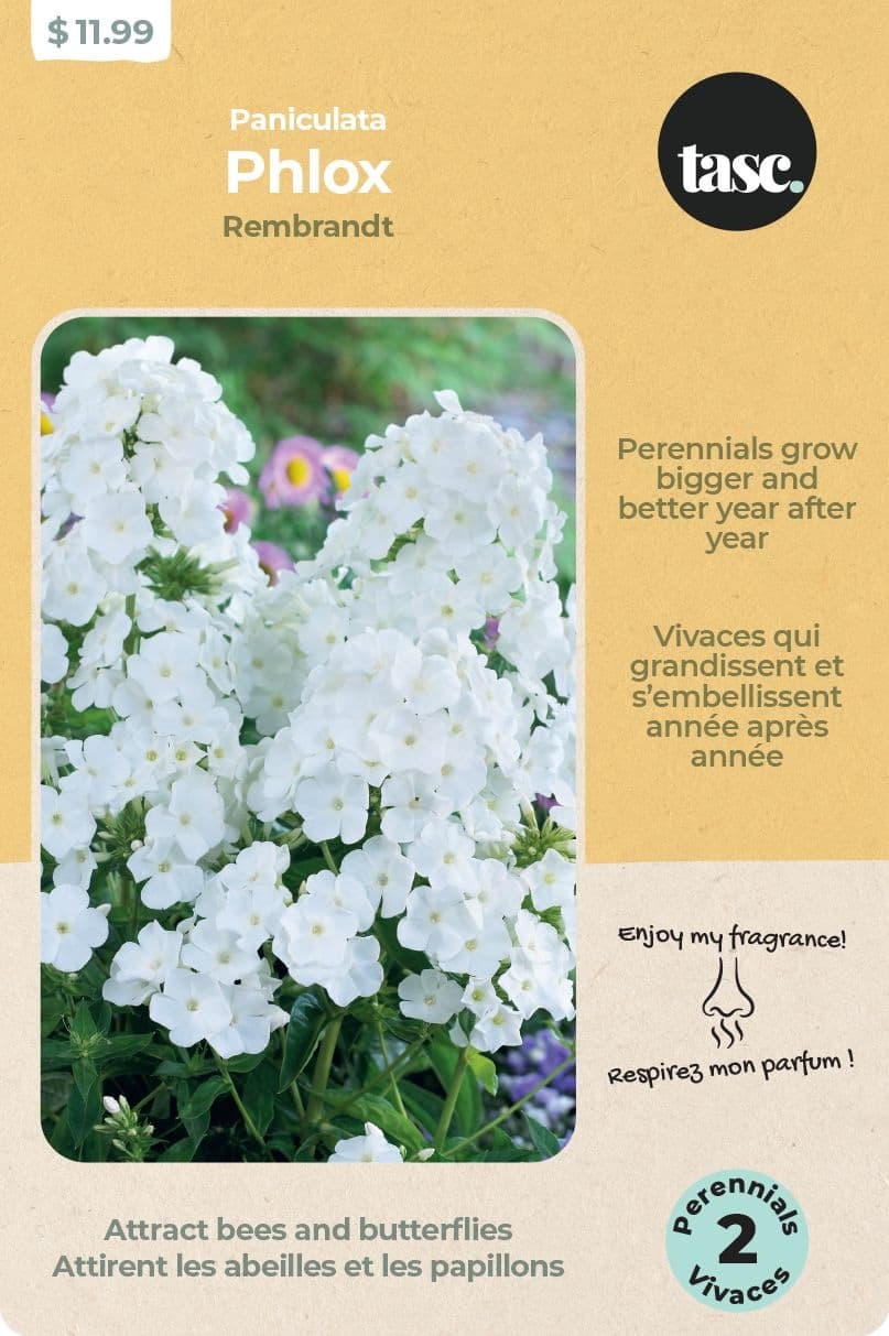 Bulbs are Easy, Phlox, Ready to Plant for Your Home Garden