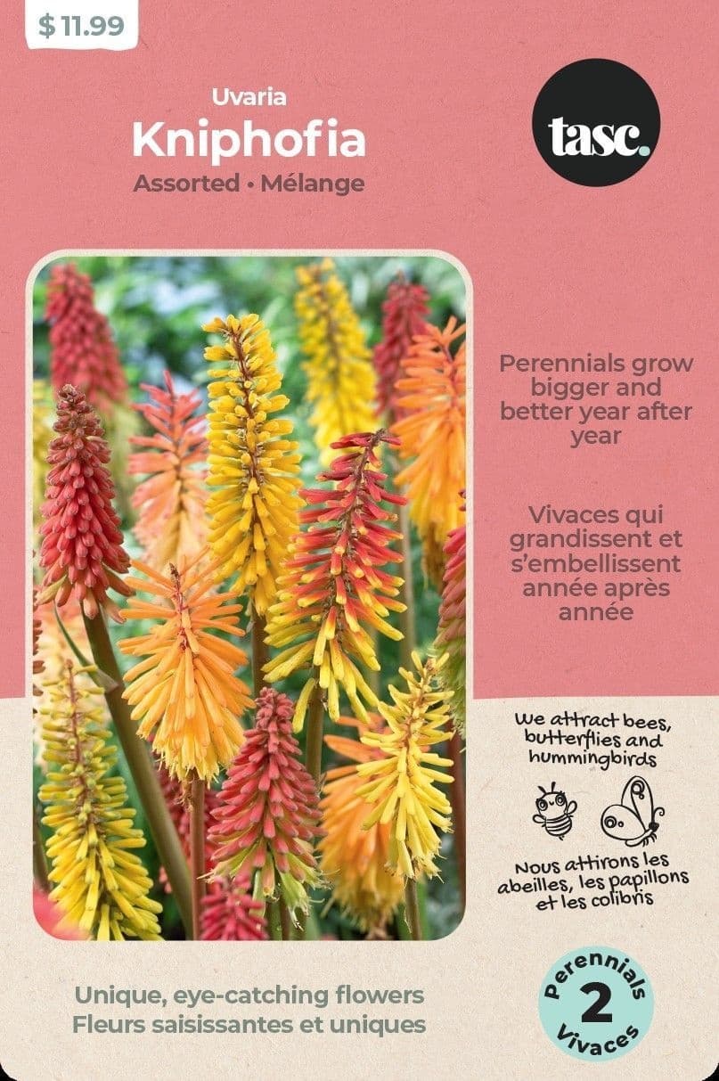Bulbs Are Easy, Kniphofia, Uvaria, Assorted Bulb Types