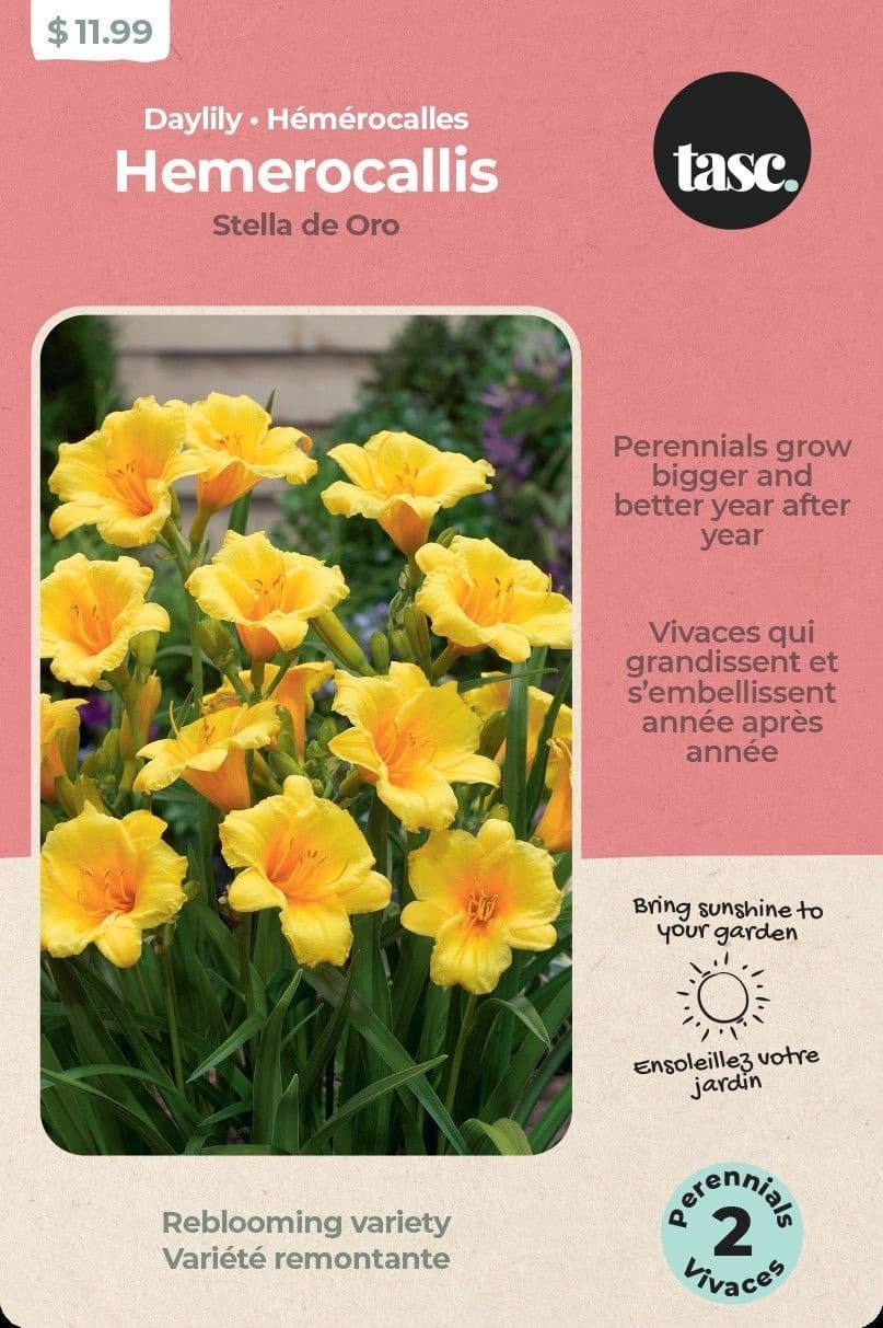 Bulbs are Easy Hemerocallis Stella D'Oro, Ready to Plant for Your Home Garden