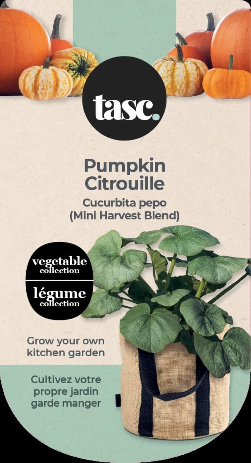 Tasc Bulbs Are Easy Pumpkin Plant Kit for Spring Blossoms
