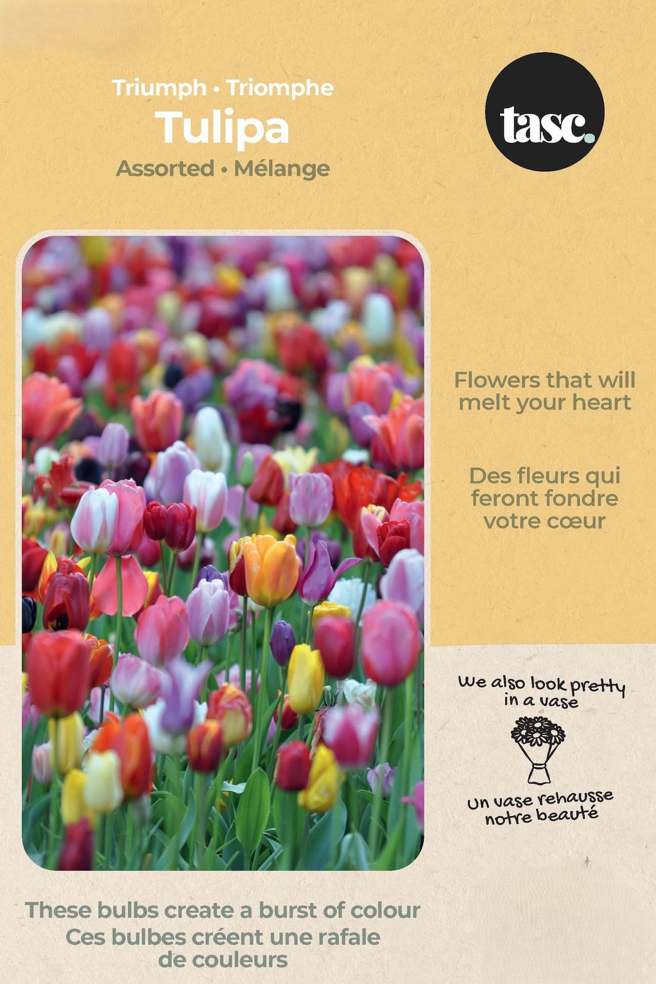 Bulbs are Easy Tulip Triumph Bulb, Assorted Colours