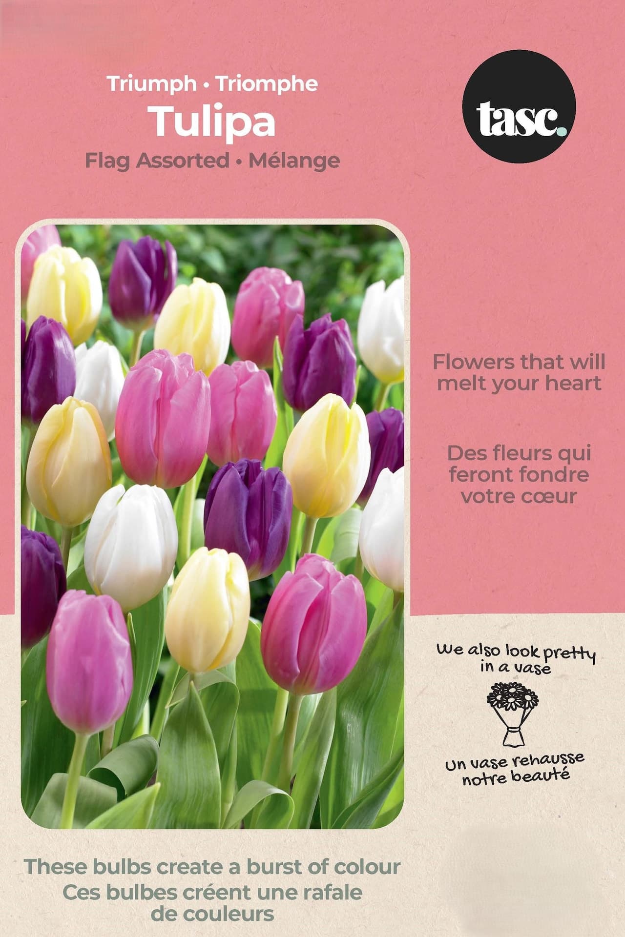 Bulbs are Easy Tulip Triumph Flag Bulb, Assorted Colours