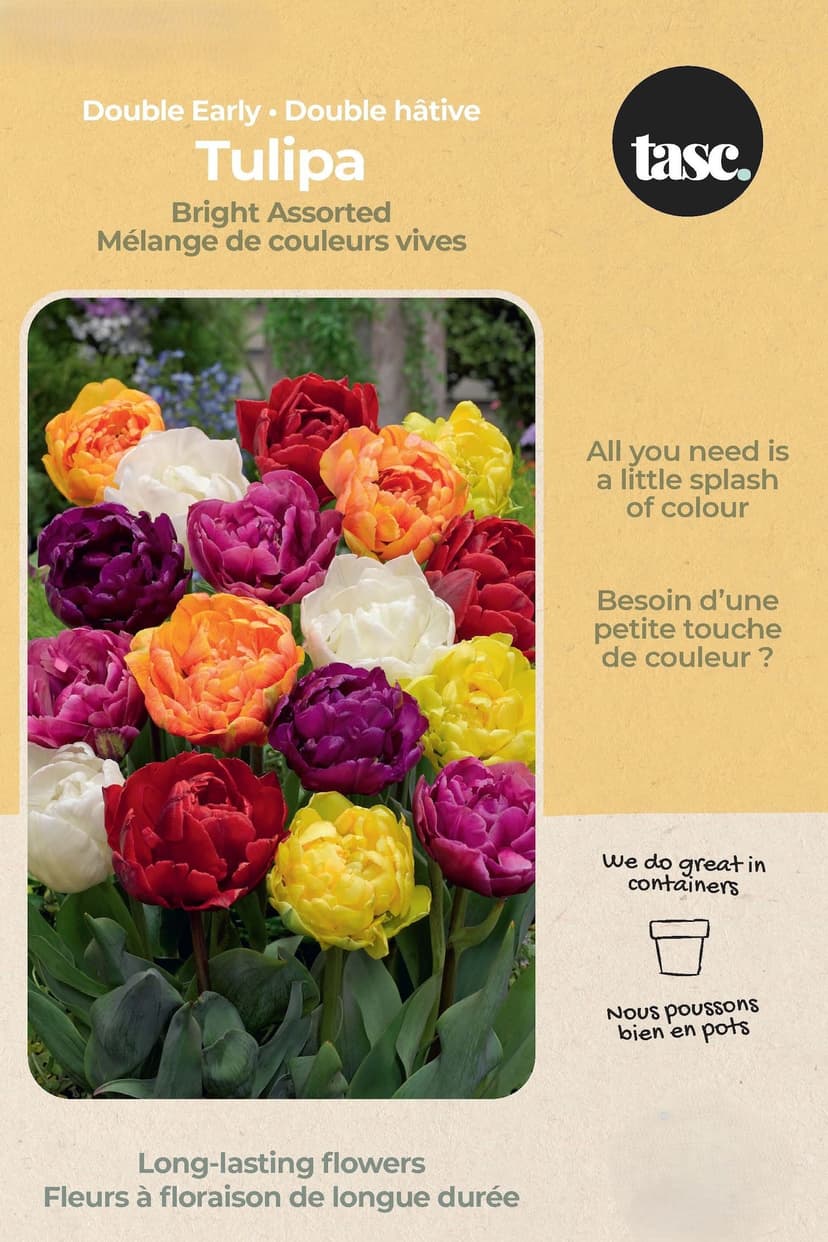Bulbs are Easy Tulip Double Early Bright Bulb, Assorted Colours