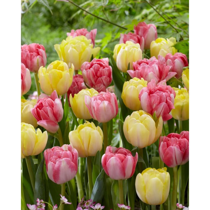 Bulbs are Easy Tulip Double Early Foxy Foxtrot Bulb