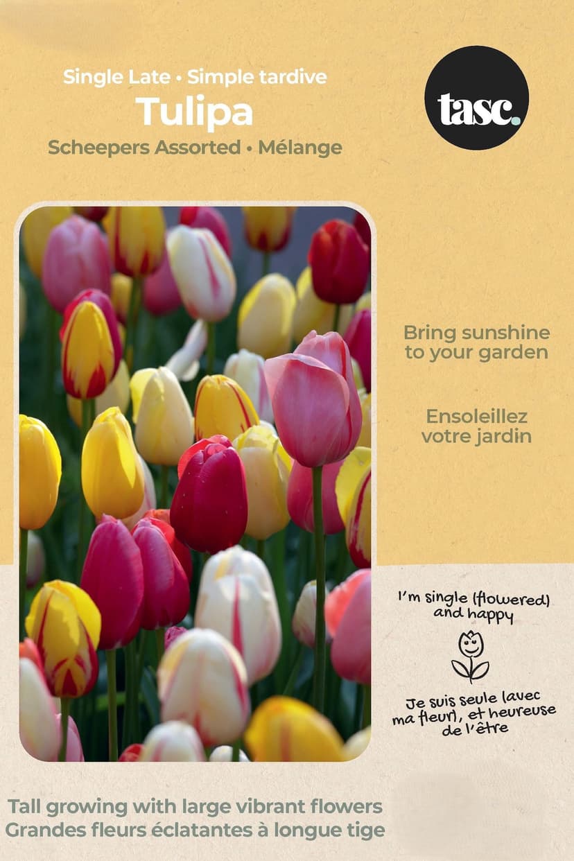 Bulbs are Easy Tulip Single Late Scheepers Bulb, Assorted Colours