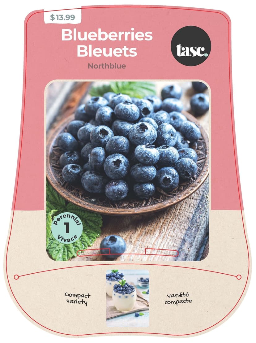 Bulbs are Easy Blueberry Northblue Fruit Plant, Compact Variety, Spring Plants