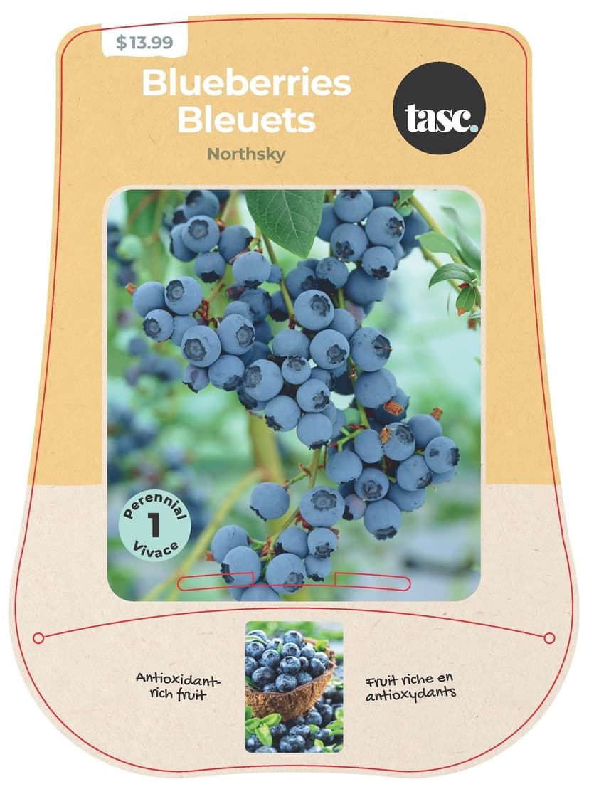 Bulbs are Easy Blueberry Northsky Fruit Plant, Perennial