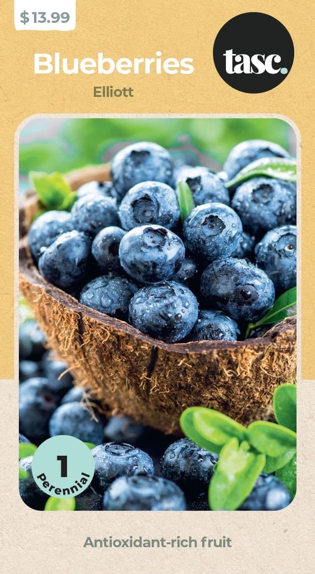 TASC Elliott Blueberry Fruit Plant, Grows Medium to Large Berries