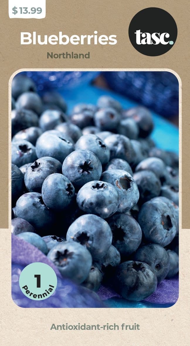 TASC Northland Blueberry Fruit Plant, Grows Small to Medium Berries