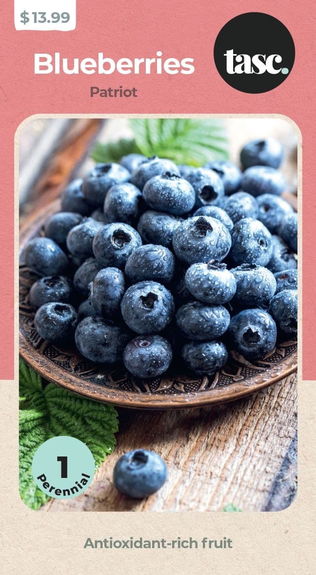 TASC Patriot Blueberry Fruit Plant, Grows Very Large Berries