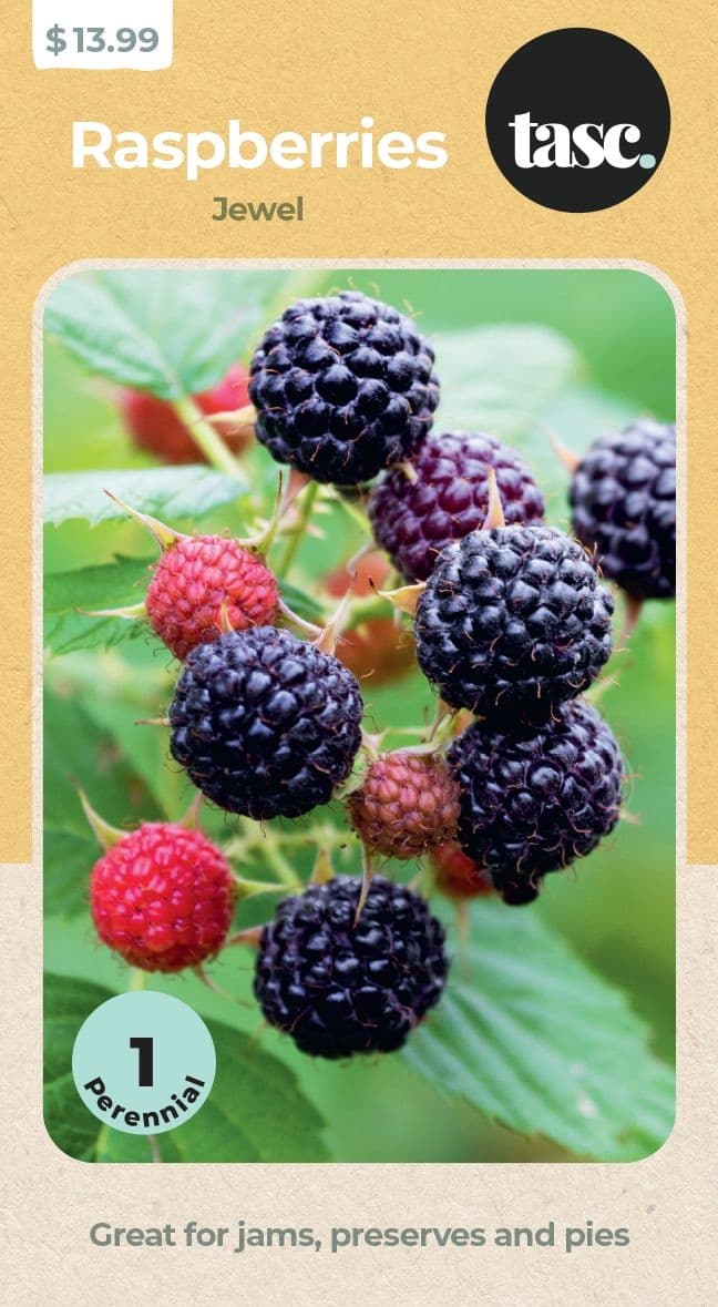 TASC Jewel Raspberry Fruit Plant, Grows Large Berries