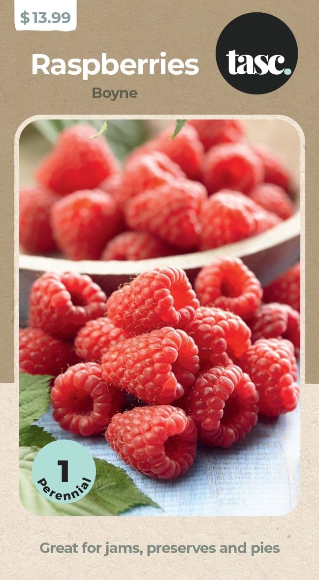 TASC Boyne Raspberry Fruit Plant, Grows Medium Berries