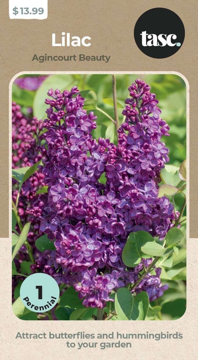 TASC Agincourt Beauty Lilac Flower Plant Bulb